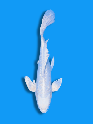 Butterfly Doitsu Platinum | Koi&Co.